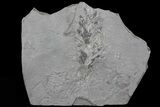 Rare, Pennsylvanian Fossil Cone - Kinney Quarry, NM #80432-1